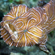 Illustration for article titled DNA Proves Groovy Hopping Fish Known As Psychedelica Is A New Species